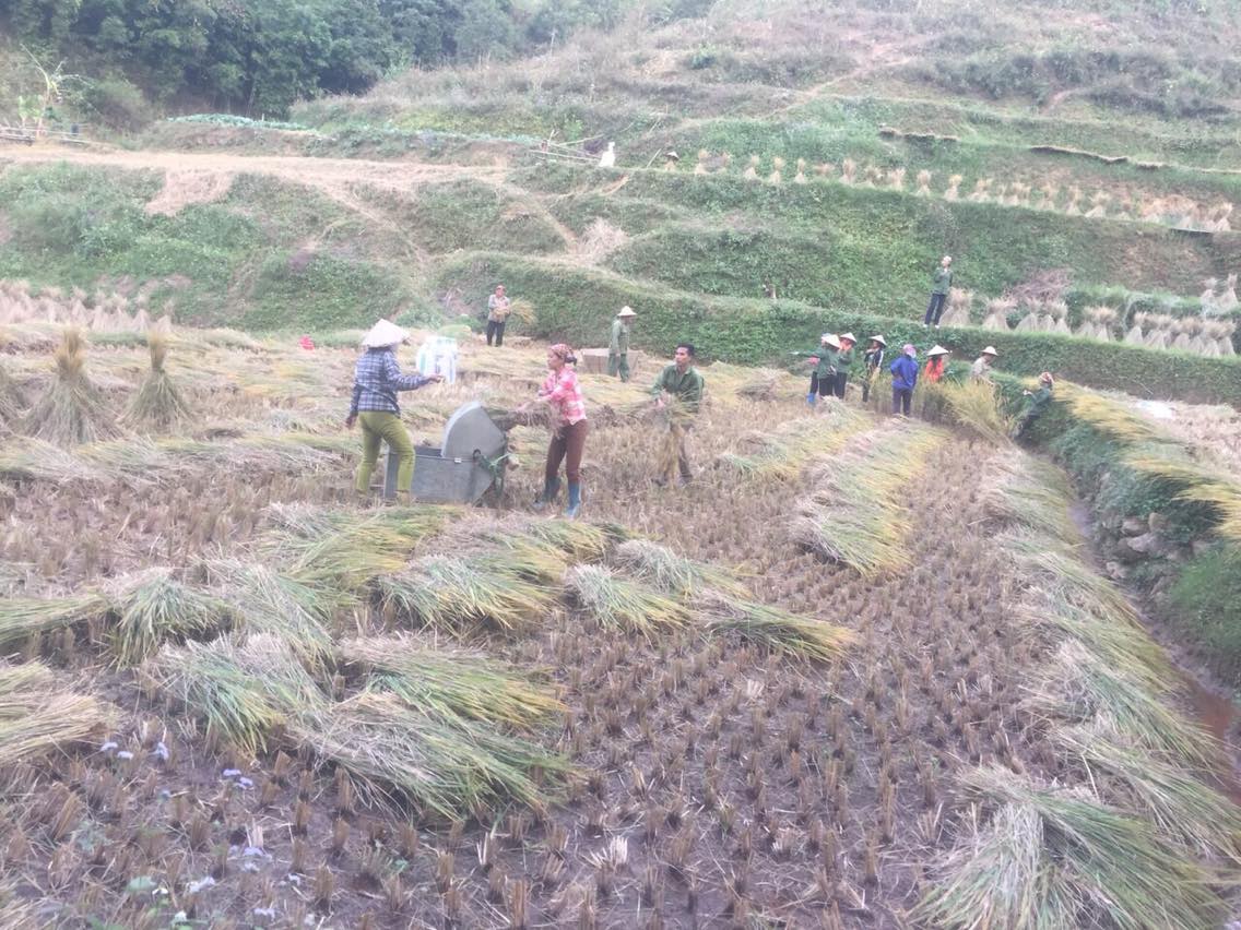 GIúp gia đình hội viên có hoàn cảnh khó khăn gặt lúa tại xã Khánh Khê
