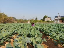 Hiệu quả từ mô hình trồng rau an toàn tại xã Tân Thành