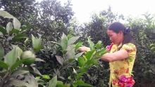 Gương phụ nữ phát triển kinh tế từ trồng cây ăn quả